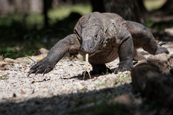 Komodo Dragon 2 