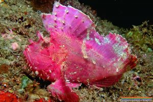 Leaf Scorpionfish