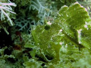 Leaf fishes