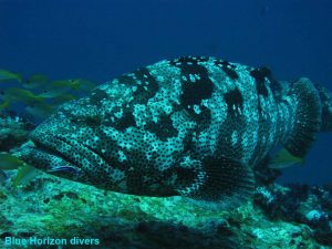 Malabar Grouper