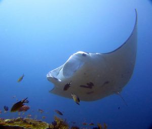 Manta ray at Makassar Reef