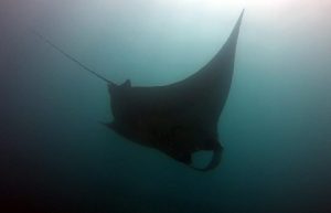 Manta ray costa rica