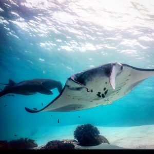 Manta rays circling at Mauan.
