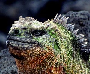 Marine Iguana
