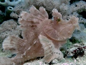 Mauritius Scorpion Fish