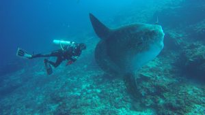 Mola Mola dive bali