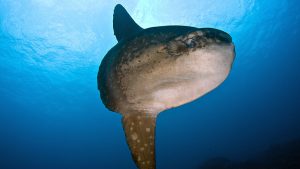 Mola at Nusa Penida