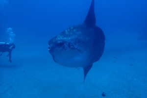 Mola mola  Roundtailed or Common mola