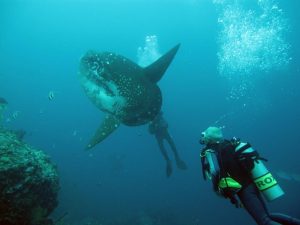 Mola mola blue corner bali