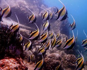 Moorish Idol