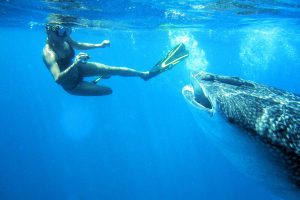 Mozambique whaleshark