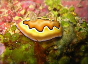 Nudi