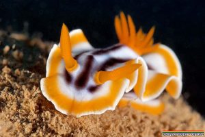 Nudibranch Phu Quoc