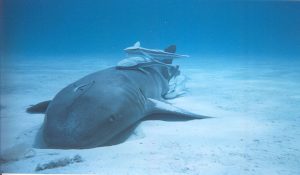 Nurse shark with remoras 2