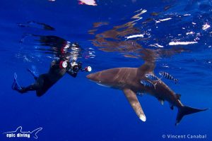 Oceanic white tip scuba trip