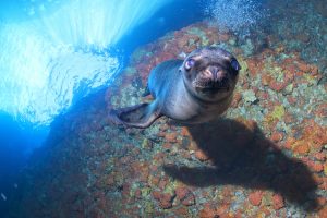 Puppy sea lion