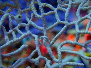 Pygmy Seahorse 2