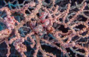 Pygmy Seahorse 3