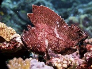 Red Leaf scorpionfish