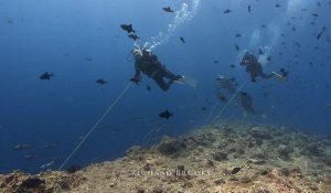 Reef hook diving in Palau