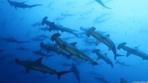 School of thousands of Hammerhead sharks