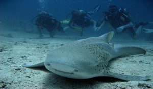 Scuba Diving in Thailand