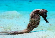 Seahorse while Diving in Utila