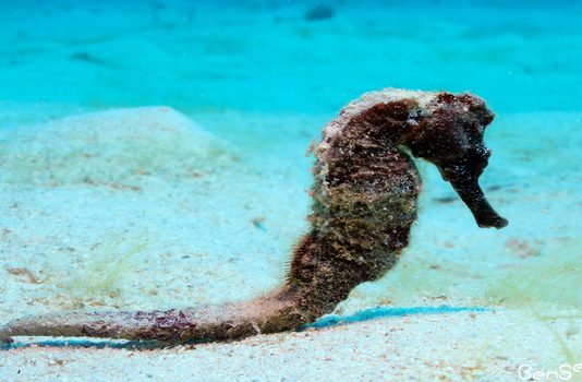 Seahorse while Diving in Utila