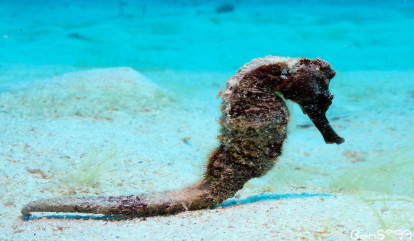 Are You Aware Of These 10 Cool But Random Facts About Seahorses? | RUSHKULT