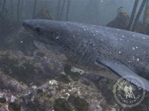 Sevengill Cow Shark