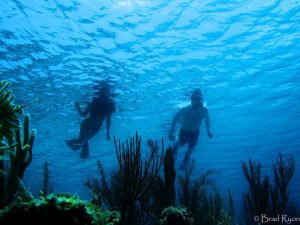 Snorkeling Utila