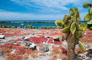 South Plaza island galapagos