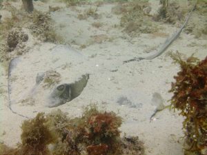 Southern Stingray