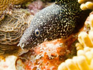 Spotted Moray