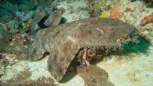 Tasselled Wobbegong 1