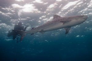 Tiger Shark Aliwal Shoal