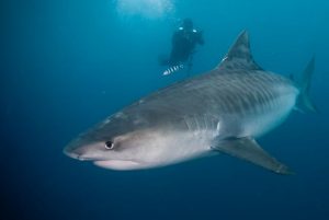 Tiger Shark Scuba Diver