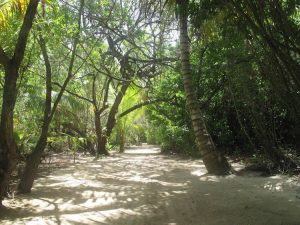 Trail through the Buttonwoods