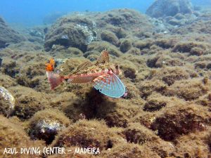 Tub gurnard