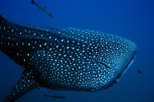 Whale Shark Above