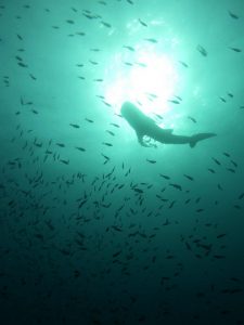 Whale Shark Ko Tao