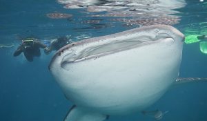 Whale Shark Snorkel Imersion