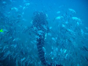 Whale Shark Thailand 2