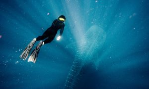 Whale Shark with One Diver 2