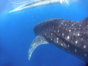 Whale shark 15