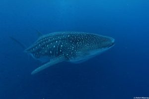 Whale shark   Galapagos