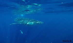 Whale shark cozumel