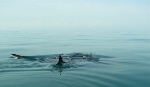 Whale shark fin