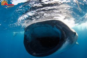 Whale shark snorkeling tour