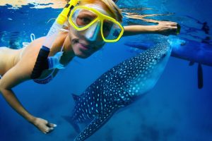 Whale shark utila 2